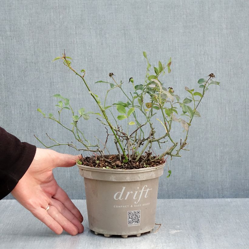 Vienna F1 Radish per pack of 500 seeds approximately (5g) sample as delivered in autumn