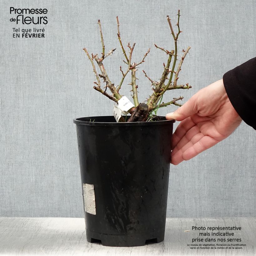 Rosa Pink Flash - Shrub Rose 4L/5L pot sample as delivered in winter