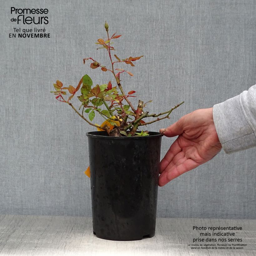 Rosier couvre-sol Pink Knock Out (Rodin) Pot de 3L/4L sample as delivered in autumn