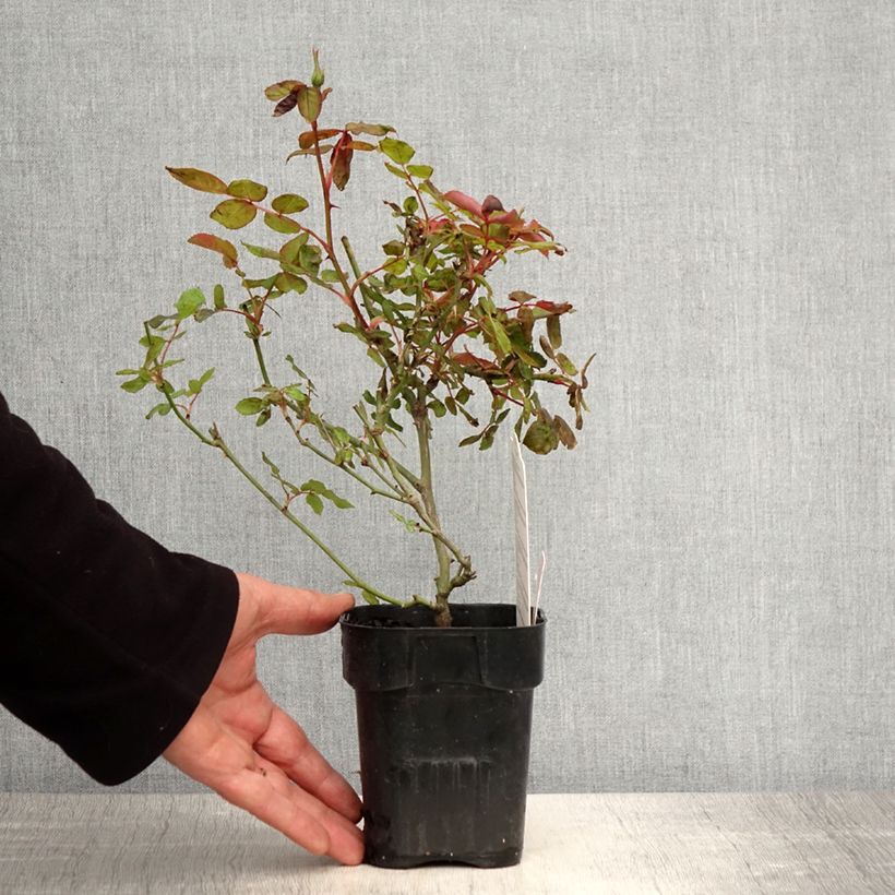 Rosa 'Pink Knock Out' - Groundcover Rose 10cm/11cm pot sample as delivered in spring