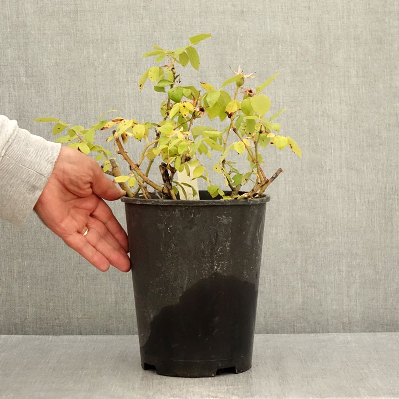 Rosier couvre-sol Pink Knock Out (Rodin) Pot de 3L/4L sample as delivered in summer