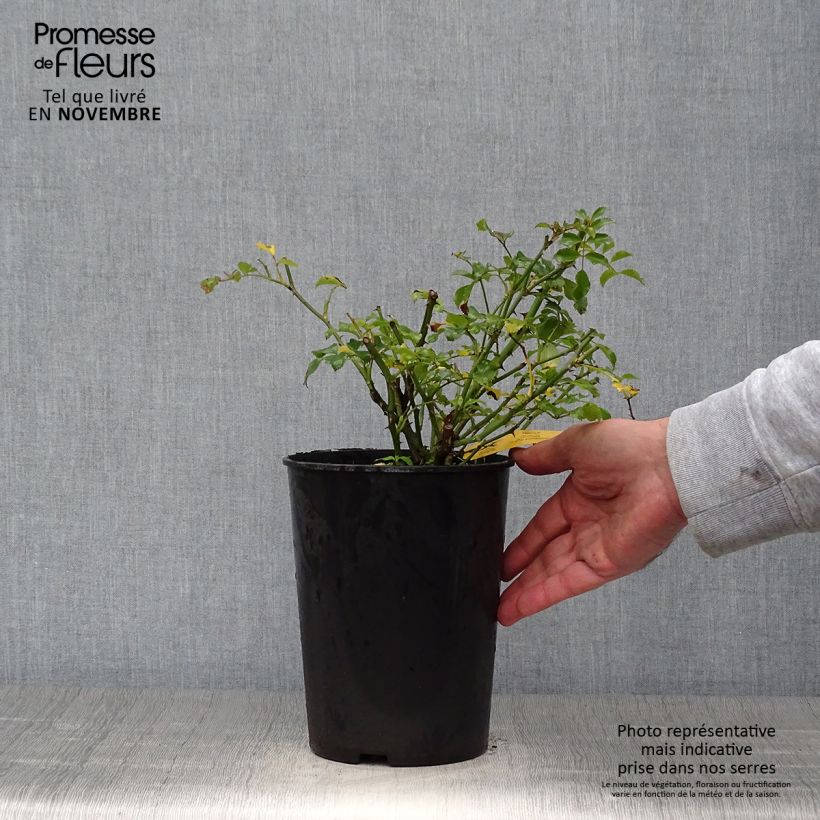 Rosa Rigo Neon 2L/3L pot sample as delivered in autumn