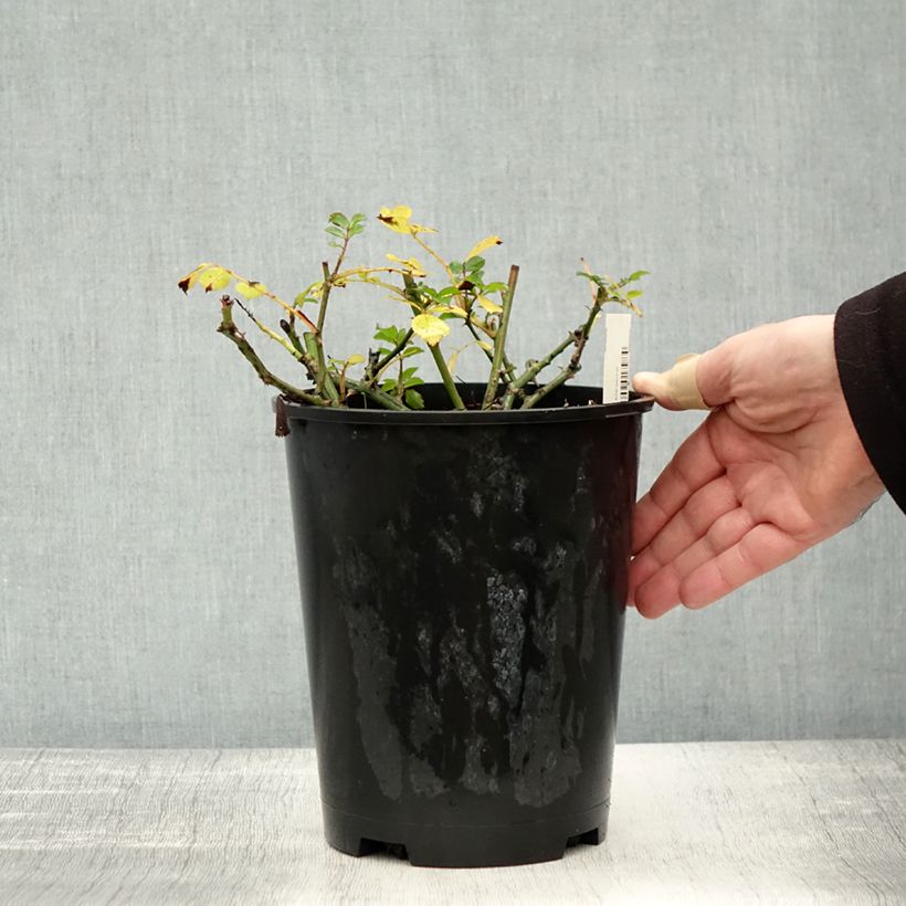 Rosa x polyantha Satina - Groundcover Rose 2L/3L pot sample as delivered in autumn