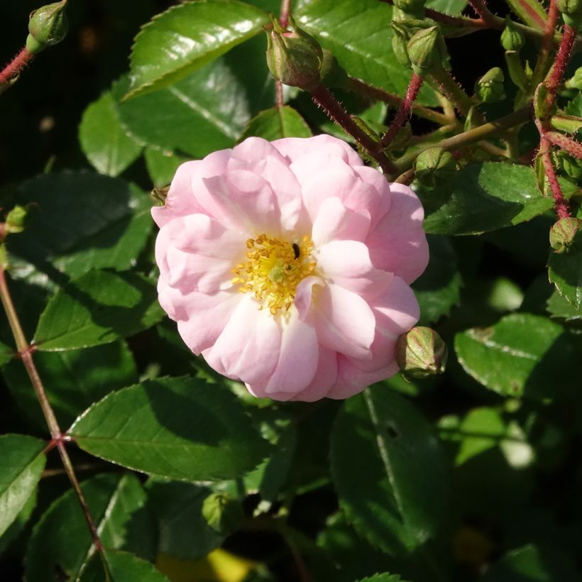 Rosa x polyantha Satina - Groundcover Rose (Flowering)