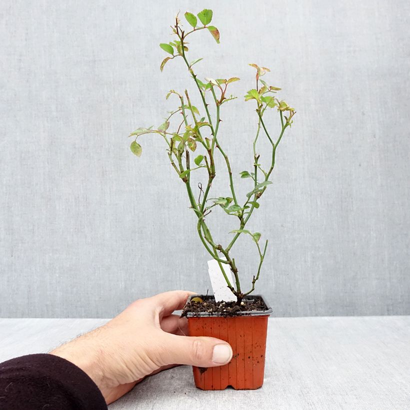 Rosa Sea Foam - Groundcover Rose 8/9 cm pot sample as delivered in autumn