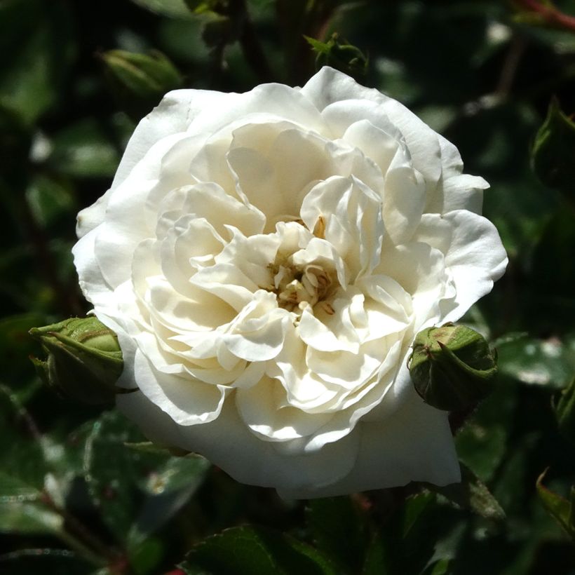 Rosa Sea Foam - Groundcover Rose (Flowering)