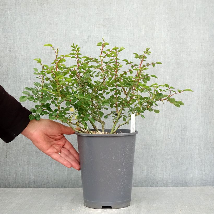 Rosa Sea Foam - Groundcover Rose 3L/4L pot sample as delivered in spring