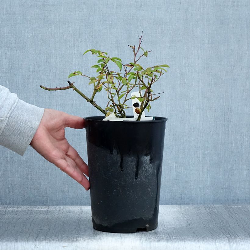 Rosa Snow Star - shrub rose 4L/5L pot sample as delivered in autumn