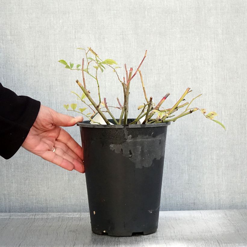 Rosa Tapis Volant  - groundcover shrub rose 4L/5L pot sample as delivered in autumn
