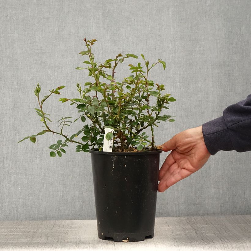 Rosa Topolina - groundcover rose 3L/4L pot sample as delivered in spring