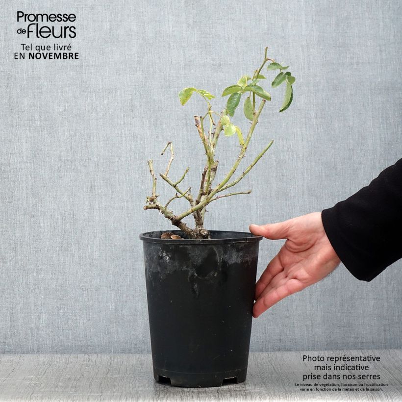 Rosa Weg der Sinne - shrub rose 2L/3L pot sample as delivered in autumn