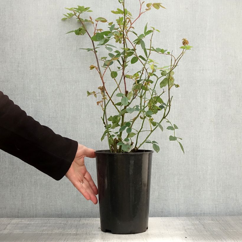 Rosa 'Bathsheba' - Climbing Rose 4L/5L pot sample as delivered in autumn