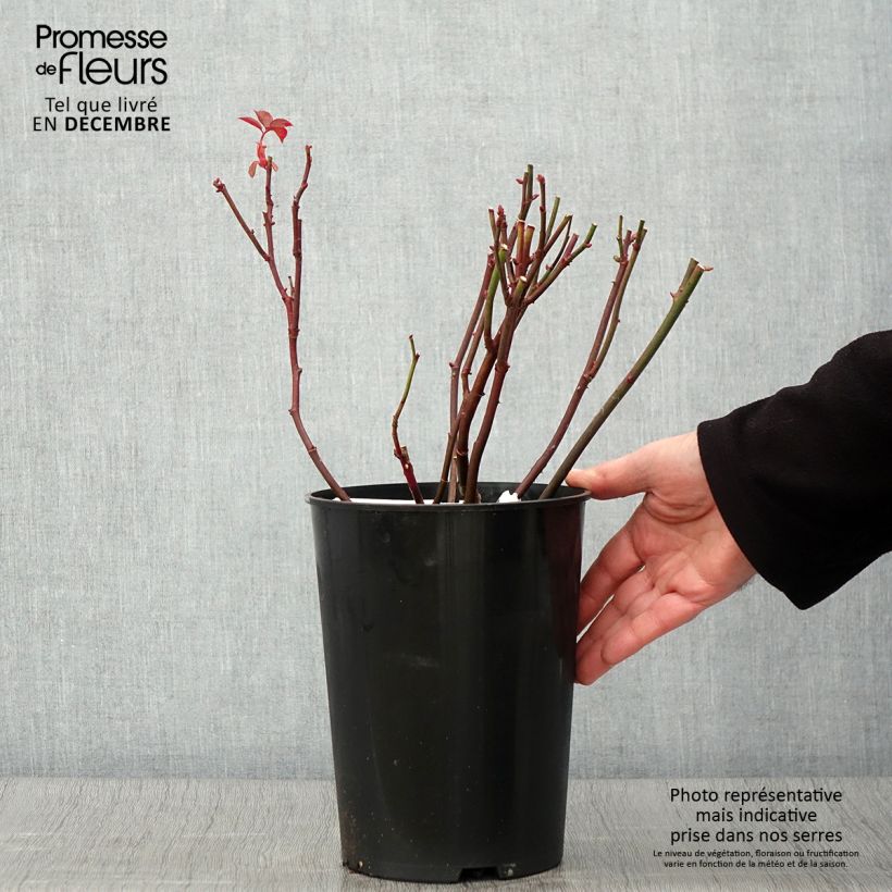 Rosa Brother Cadfael - Shrub Rose 4L/5L pot sample as delivered in autumn