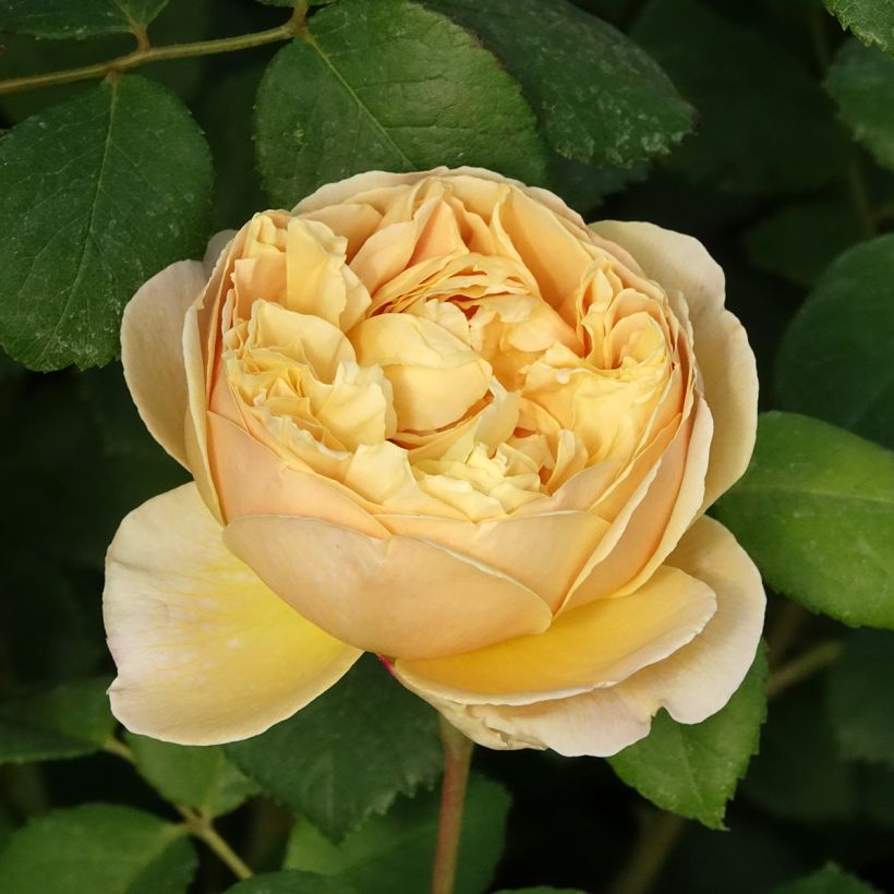 Rosa Charles Darwin- English Rose (Flowering)