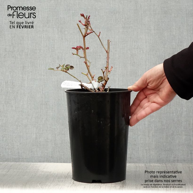 Rosa Dame Judi Dench - Hybrid Musk Rose 4L/5L pot sample as delivered in winter