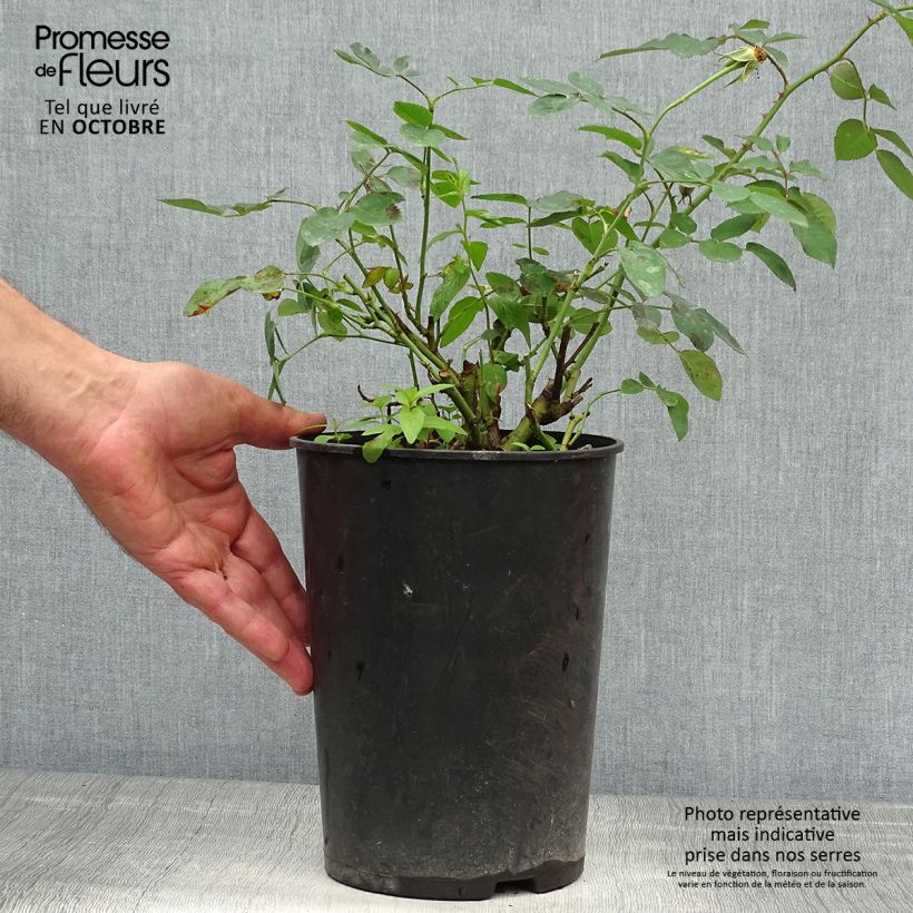 Rosa  Darcey Bussell 'Ausdecorum' 4L/5L pot sample as delivered in autumn