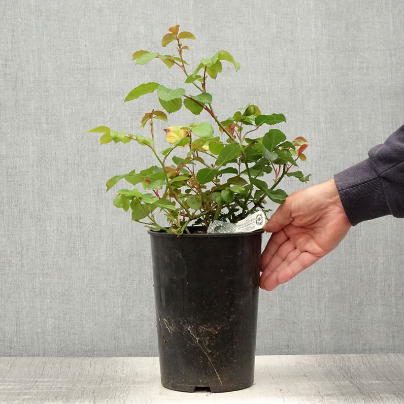 Rosa 'Emily Brontë' - English Rose 4L/5L pot sample as delivered in summer