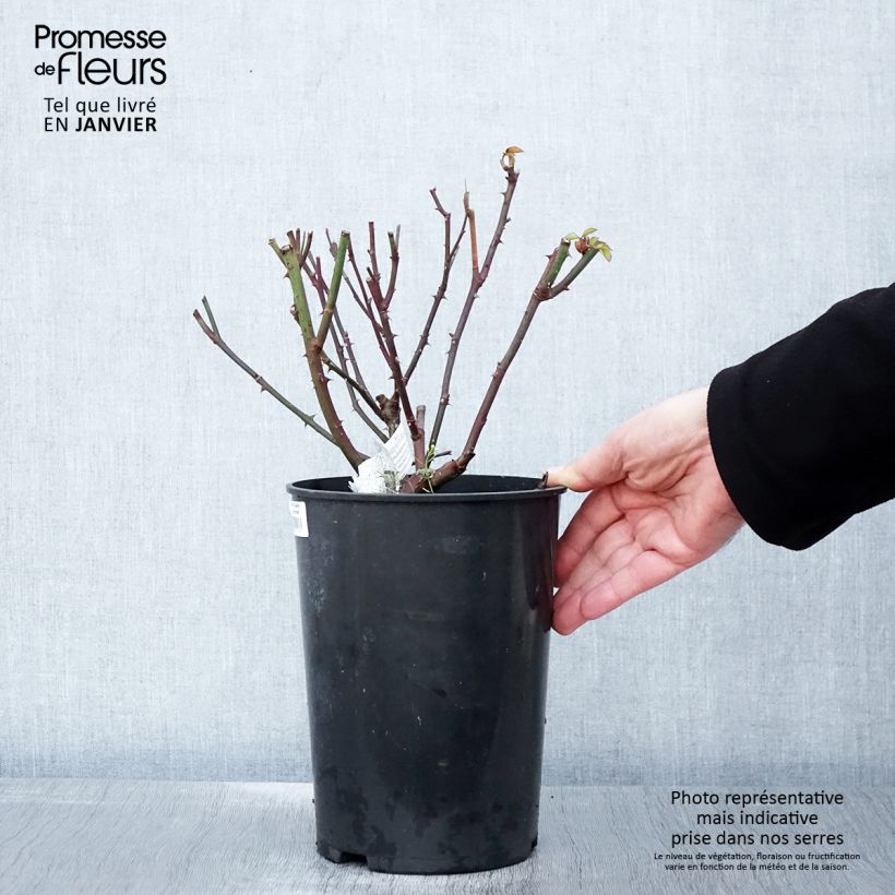 Rosa  Gentle Hermione - English Shrub Rose 4L/5L pot sample as delivered in winter