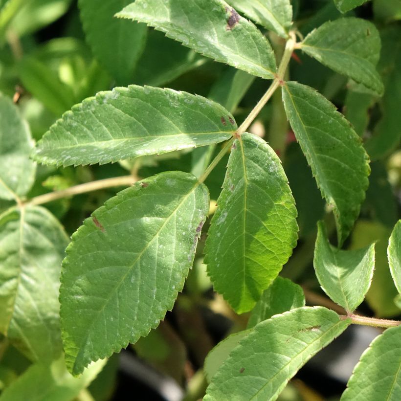 Rosa  Gentle Hermione - English Shrub Rose (Foliage)