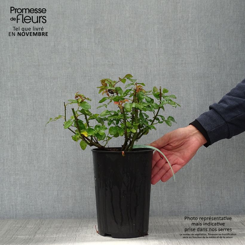 Rosa 'Imogen' - English Rose 4L/5L pot sample as delivered in autumn