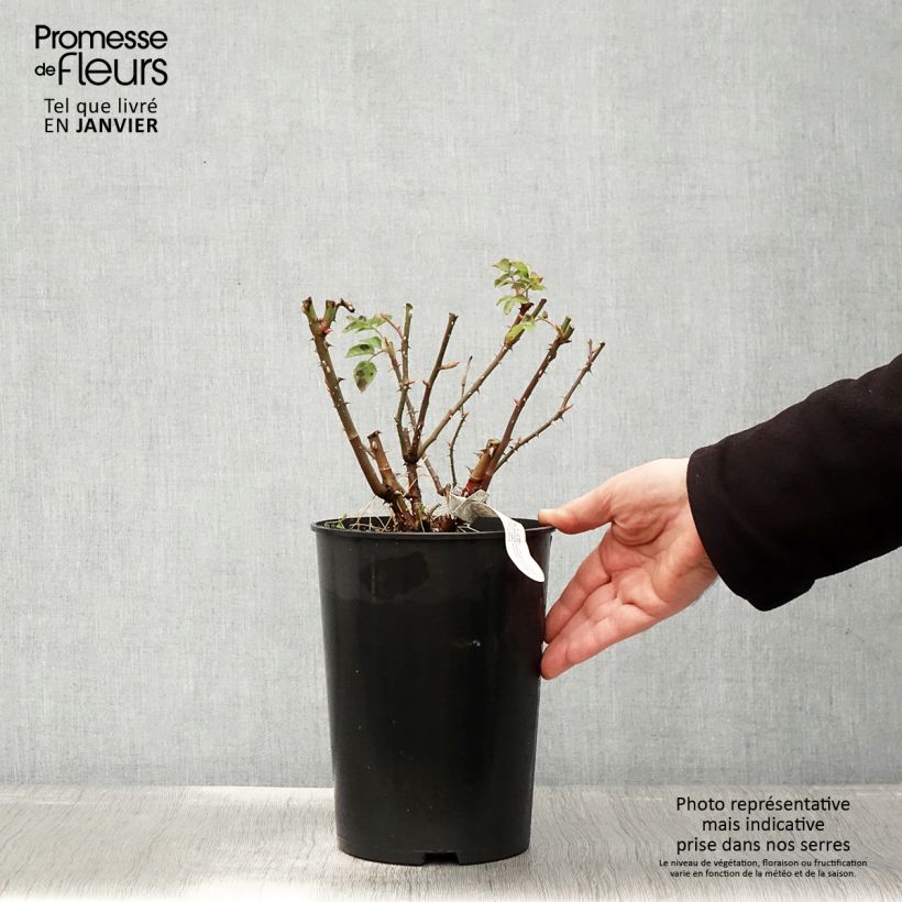 Rosa 'Imogen' - English Rose 4L/5L pot sample as delivered in winter