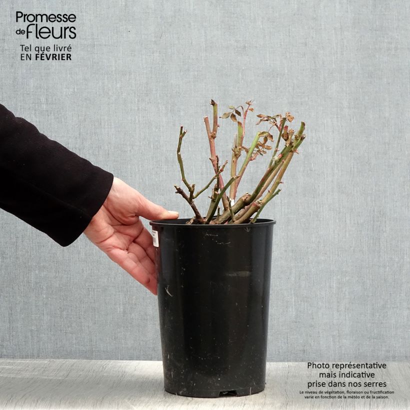 Rosa 'Lichfield Angel' - English Rose 4L/5L pot sample as delivered in winter