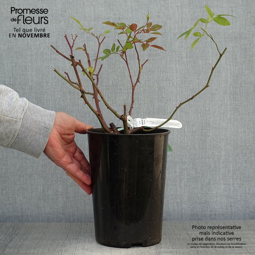 Rosa Malvern Hills 'Auscanary' 4L/5L pot sample as delivered in autumn