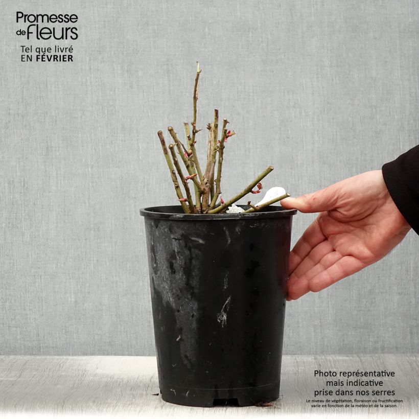 Rosa  Port Sunlight - English Shrub Rose 4L/5L pot sample as delivered in winter