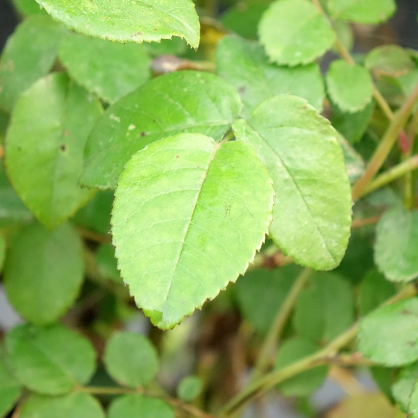 Rosa Port Sunlight - English Shrub Rose (Foliage)