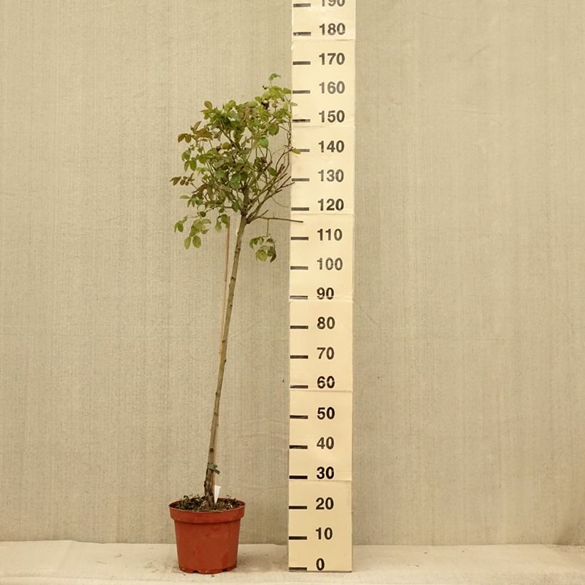 Rosa  Port Sunlight - English Shrub Rose 7.5L/10L pot, Standard sample as delivered in summer