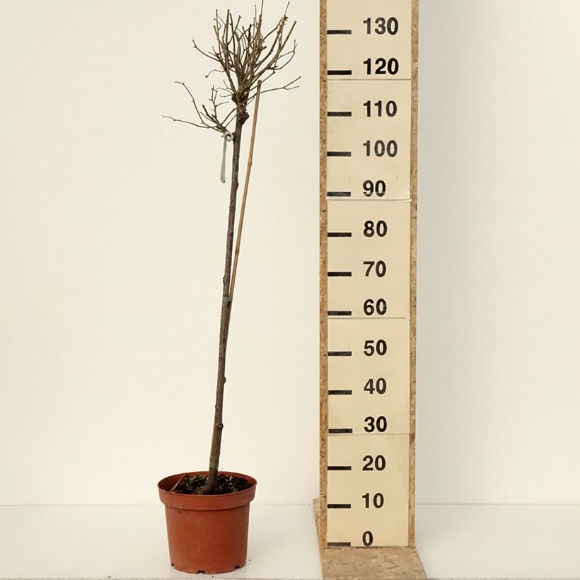 Rosa  Port Sunlight - English Shrub Rose 7.5L/10L pot, Standard sample as delivered in winter