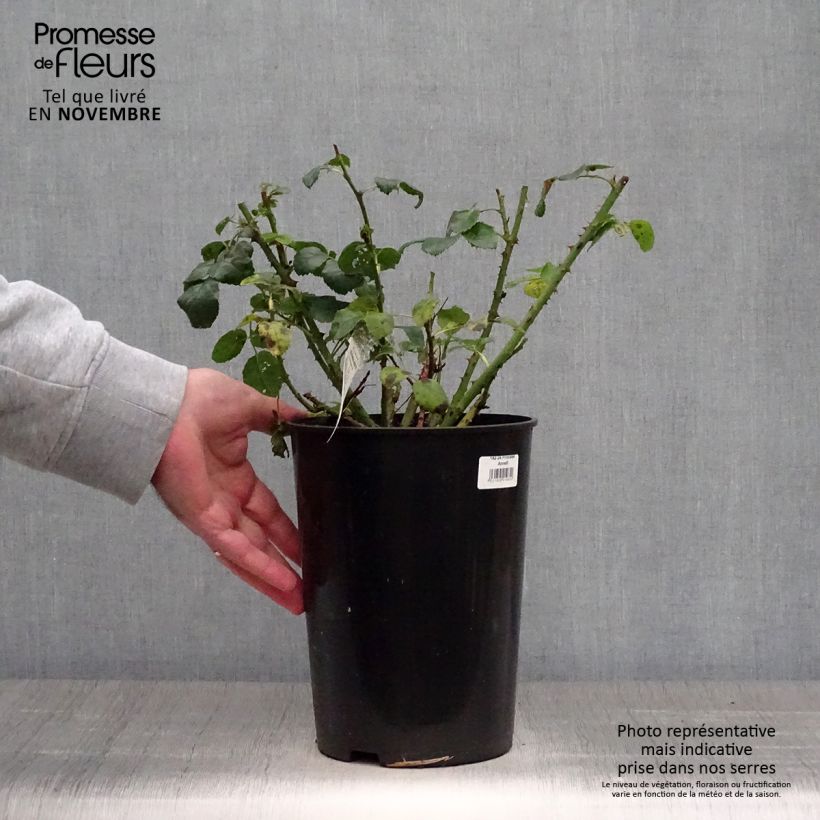 Rosa  Princess Anne - English Shrub Rose 3L/4L pot sample as delivered in autumn