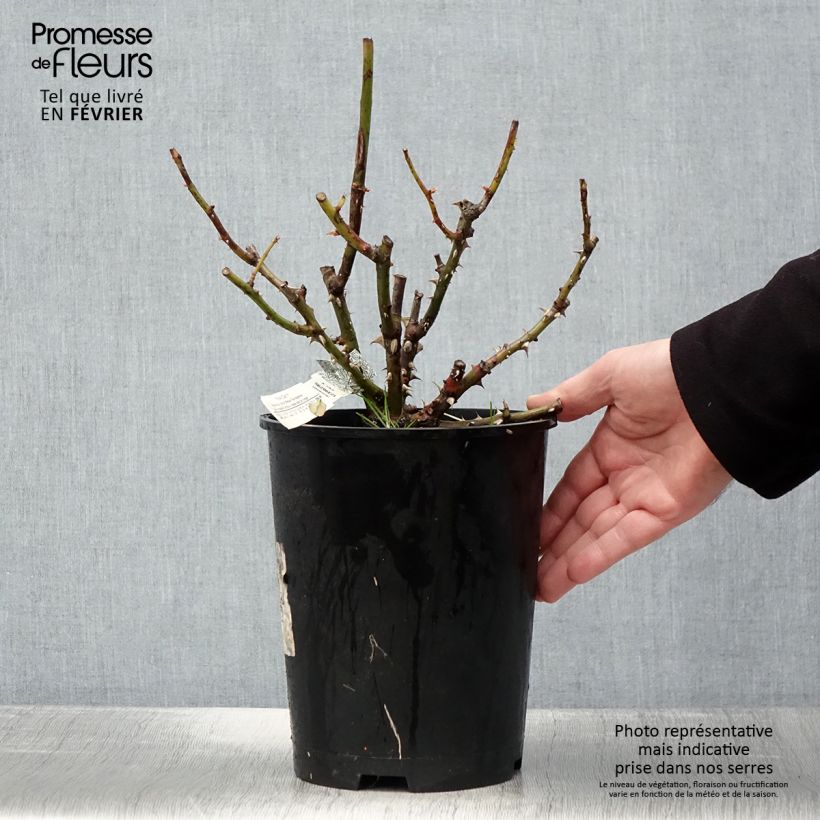 Rosa 'Roald Dahl' - English Rose 4L/5L pot sample as delivered in winter