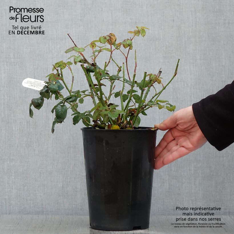 Rosa Scepter'd Isle - English Shrub Rose 4L/5L pot sample as delivered in autumn