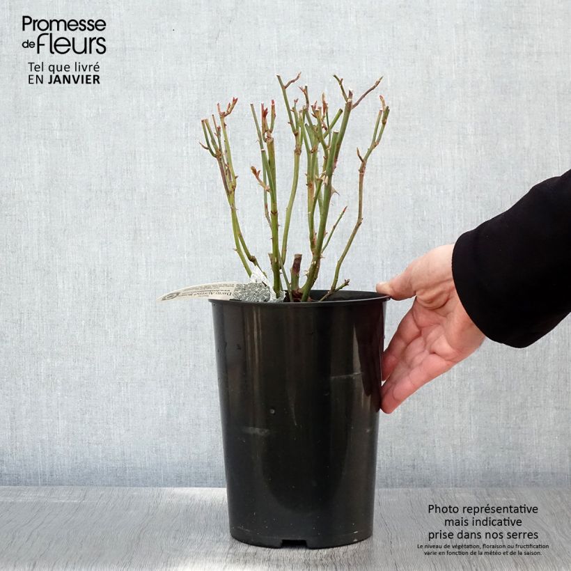 Rosa Summer Song 4L/5L pot sample as delivered in winter