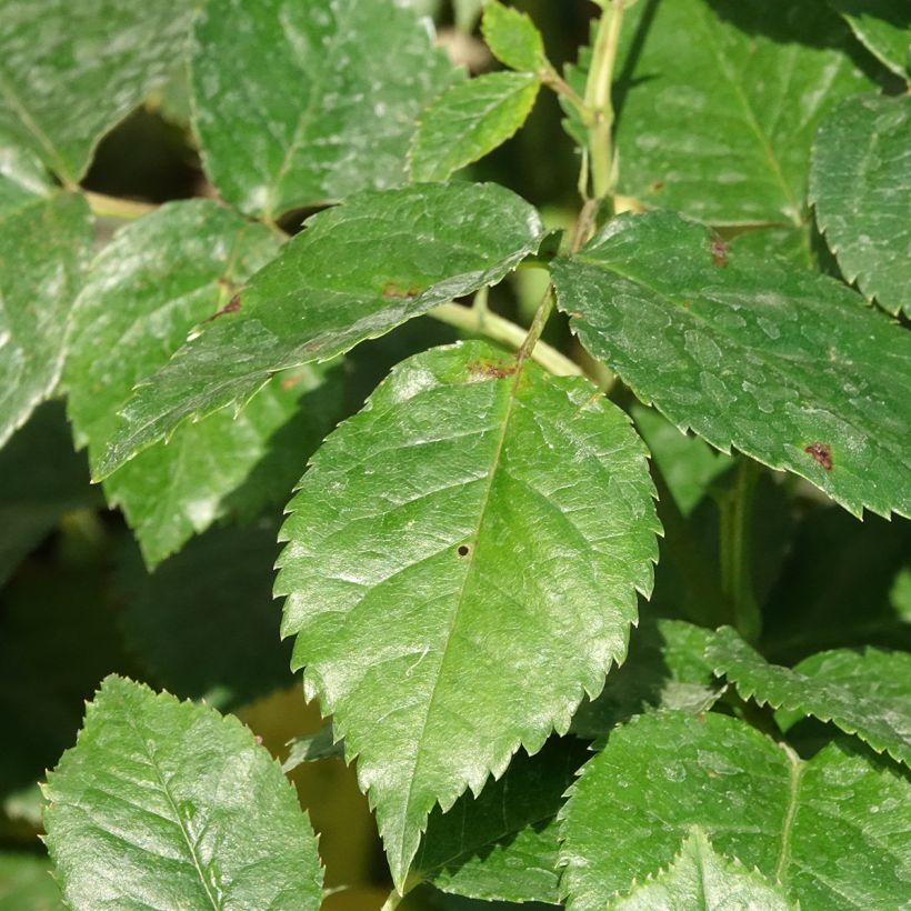 Rosa Summer Song (Foliage)