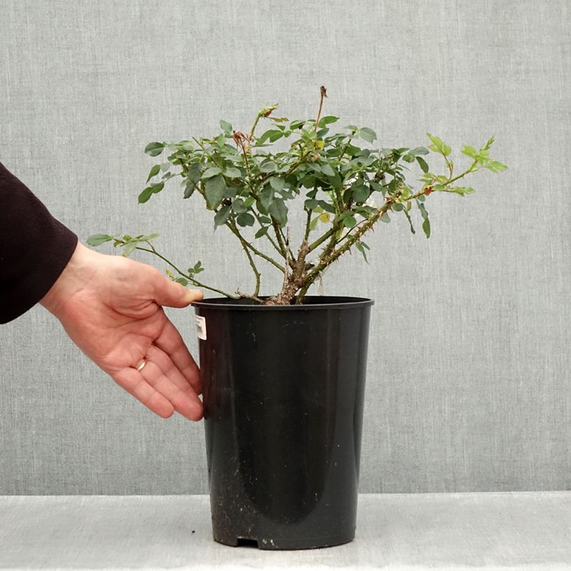 Rosa The Country Parson - shrub rose 4L/5L pot sample as delivered in autumn