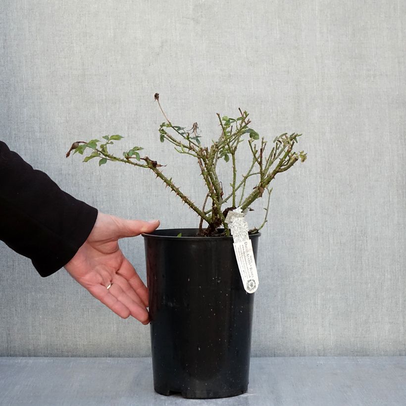 Rosa The Country Parson - shrub rose 4L/5L pot sample as delivered in winter