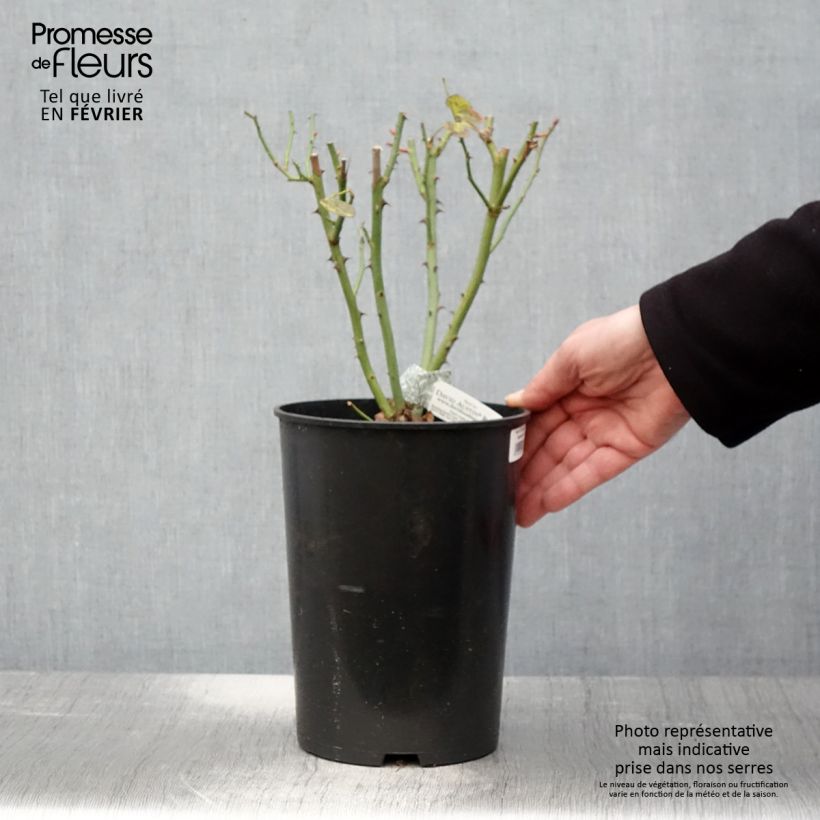 Rosa 'The Lady Gardener' - English Rose 4L/5L pot sample as delivered in winter