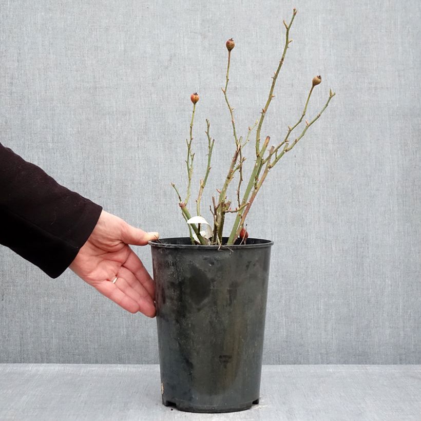 Rosa The Lark Ascending - English Shrub Rose 4L/5L pot sample as delivered in winter