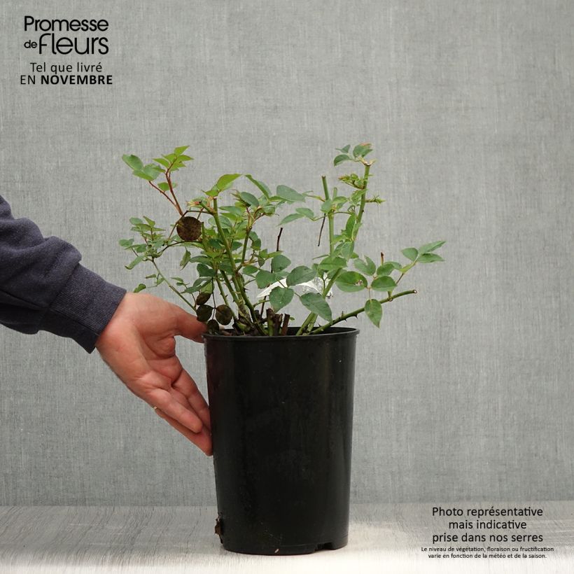 Rosa The Pilgrim - English Climbing Rose 4L/5L pot sample as delivered in autumn