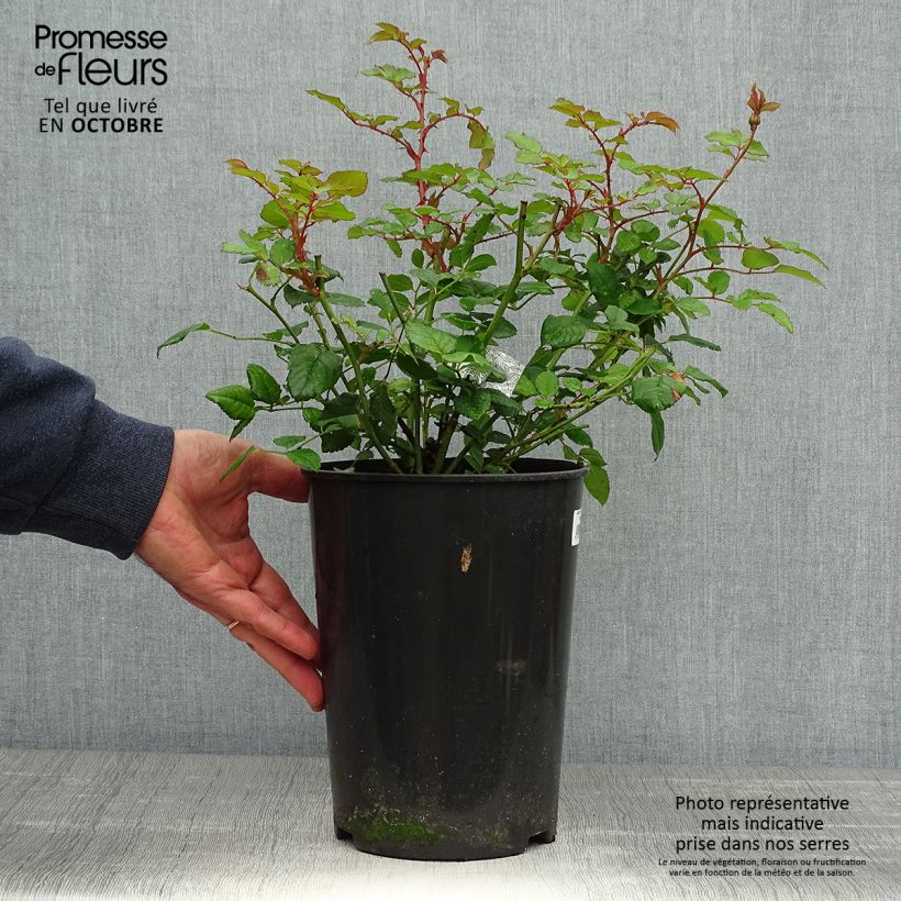 Rosa 'The Poet's Wife' - English Rose 4L/5L pot sample as delivered in autumn
