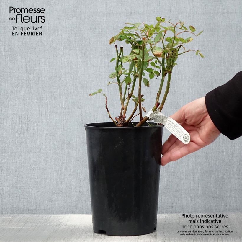 Rosa Vanessa Bell - Shrub Rose 4L/5L pot sample as delivered in winter