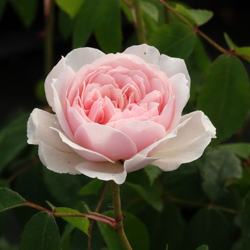 Rosa 'Wisley 2008' - English Rose (Flowering)