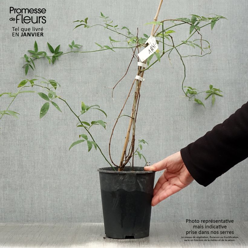 Rosa banksiae var. banksiae 'Alba Plena' - Hybrid Banksia - Rambling Rose 2L/3L pot sample as delivered in winter