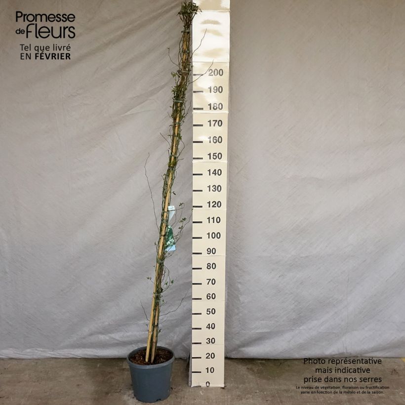 Rosa banksiae var. banksiae 'Alba Plena' - Hybrid Banksia - Rambling Rose 6L/7L pot sample as delivered in winter