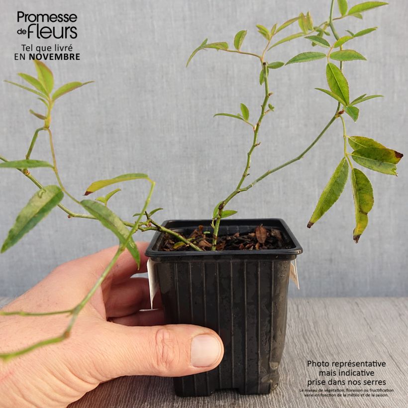 Rosa banksiae 'Lutea' - Rambling Rose 8/9 cm pot sample as delivered in autumn