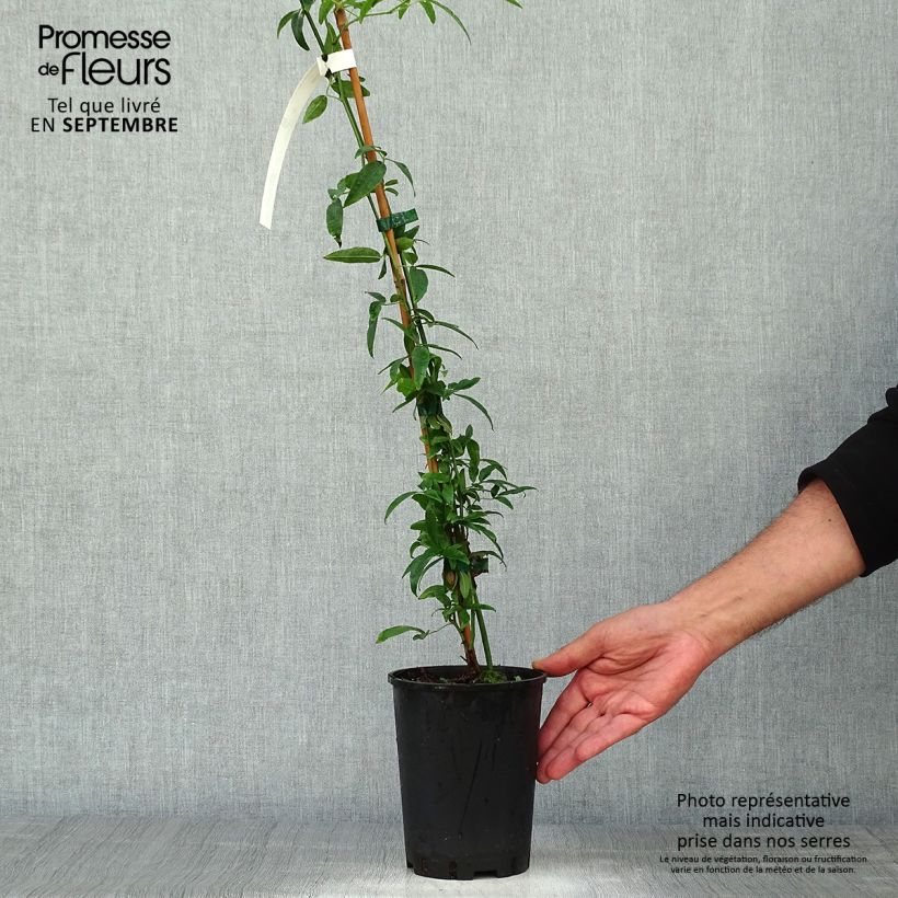 Rosa banksiae 'Lutea' - Rambling Rose 2L/3L pot sample as delivered in autumn