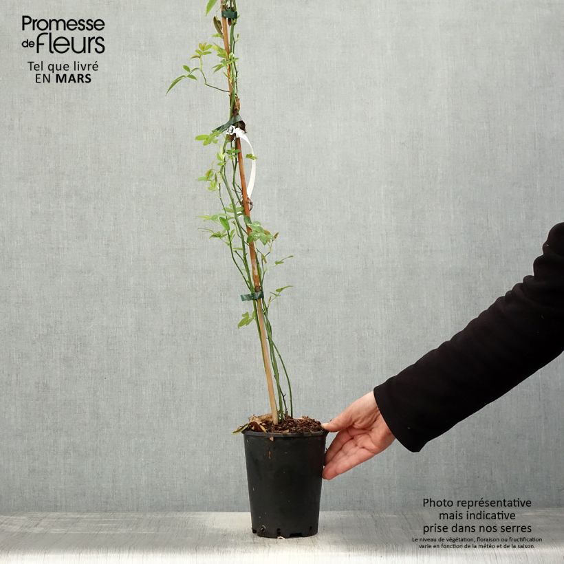 Rosa banksiae 'Lutea' - Rambling Rose 2L/3L pot sample as delivered in spring