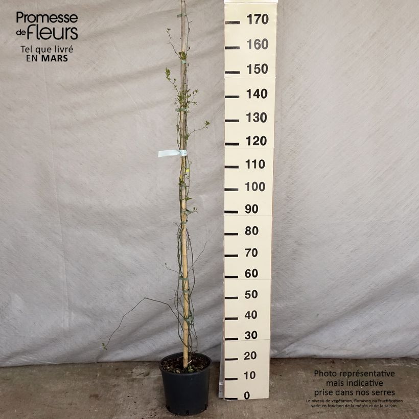 Rosa banksiae 'Lutea' - Rambling Rose 7.5L/10L pot sample as delivered in spring